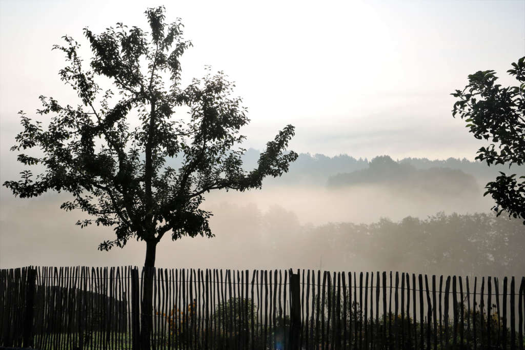 Obstbaum hinter Zaun Herbst Nebel