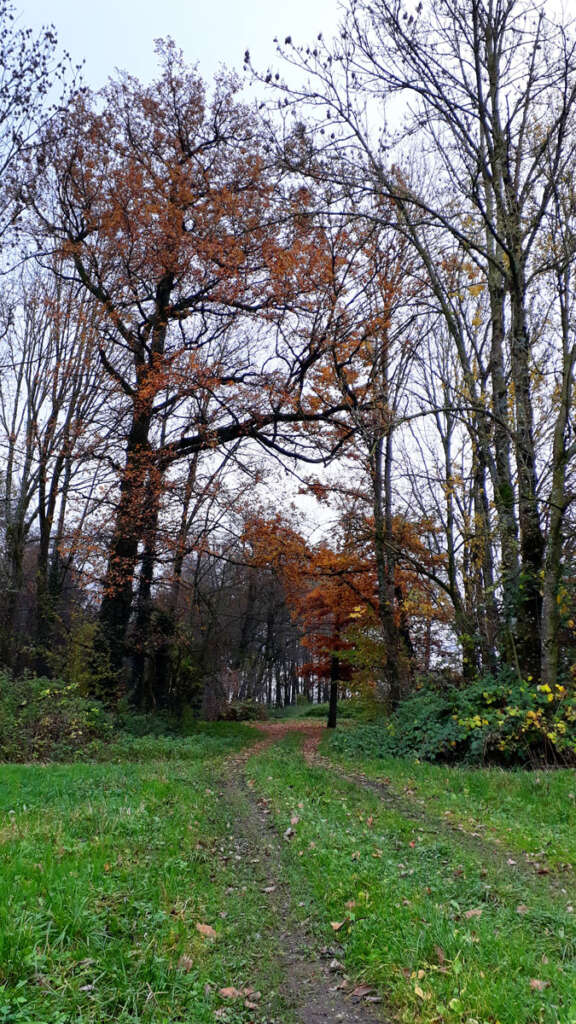Herbst Bäume Weg